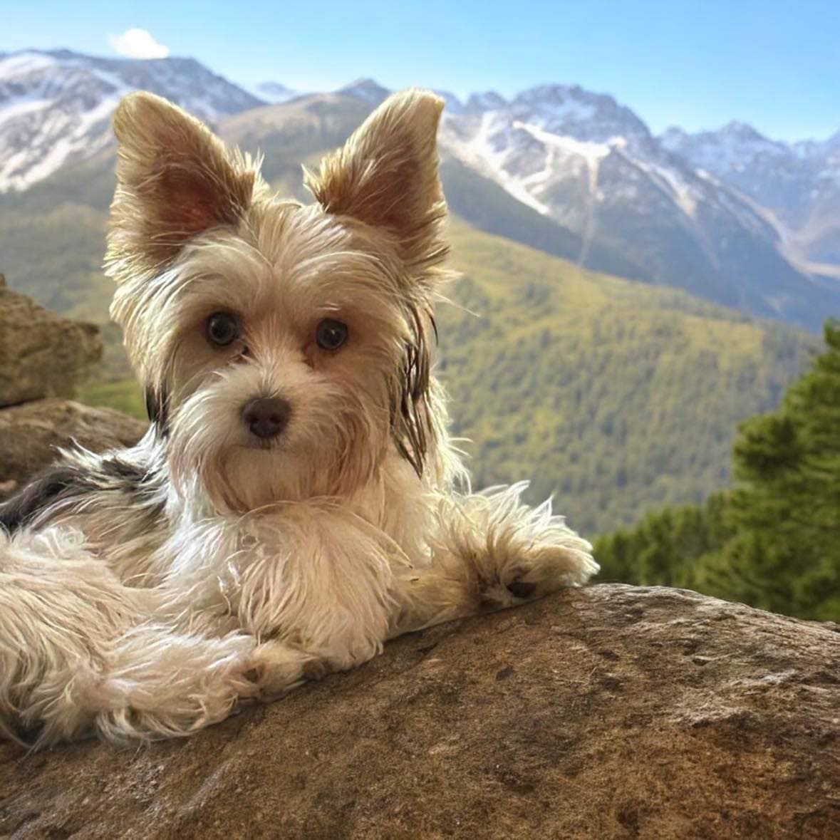 A Yorkshire Terrier at Big Sky Yorkies