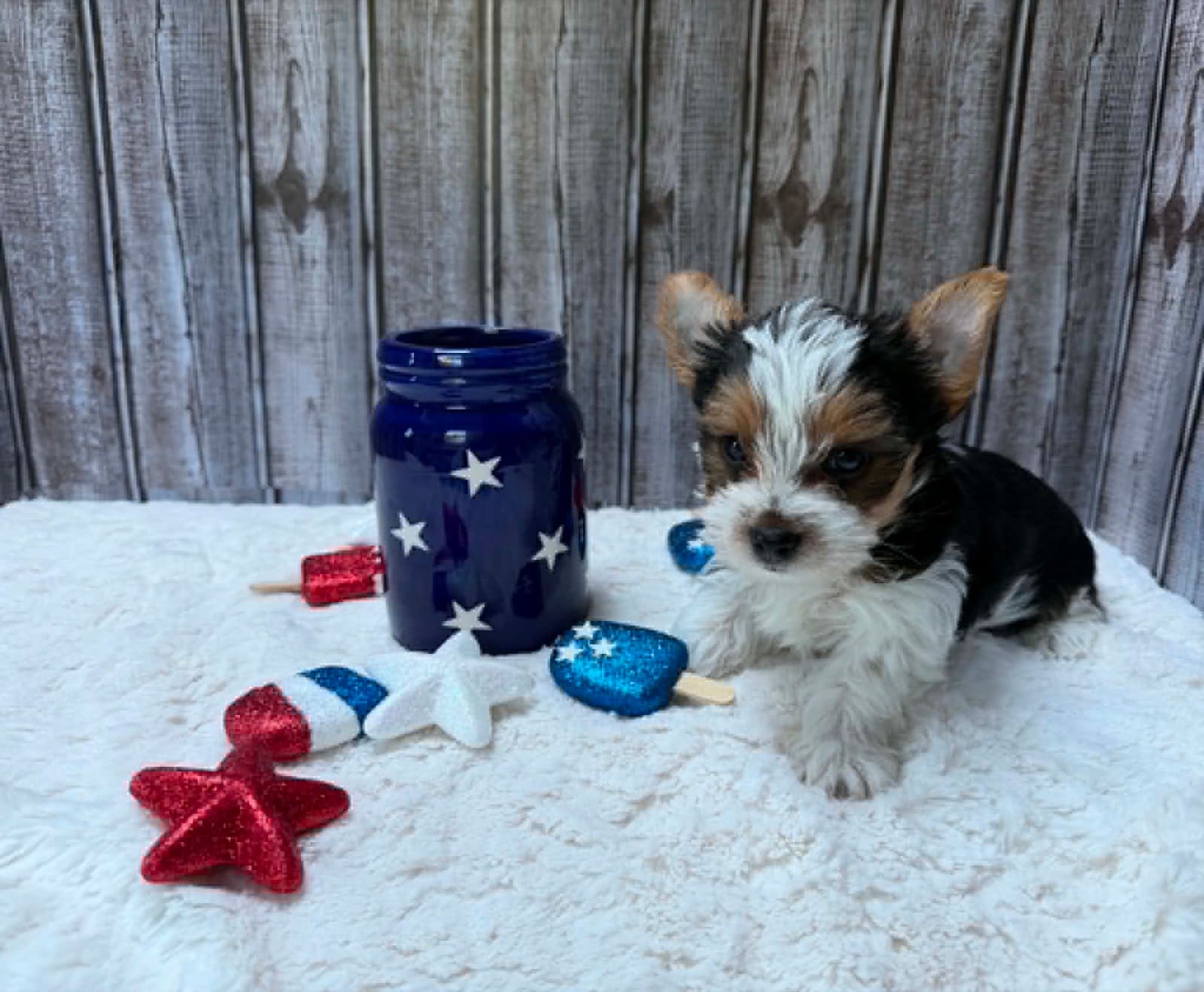 Red Collar, a Yorkshire Terrier puppy