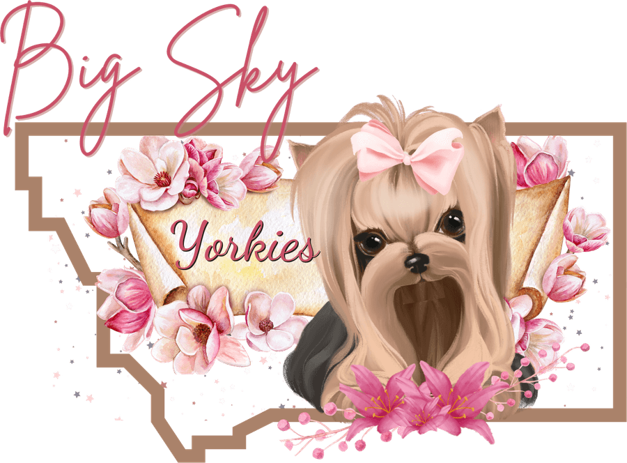 Big Sky Yorkies